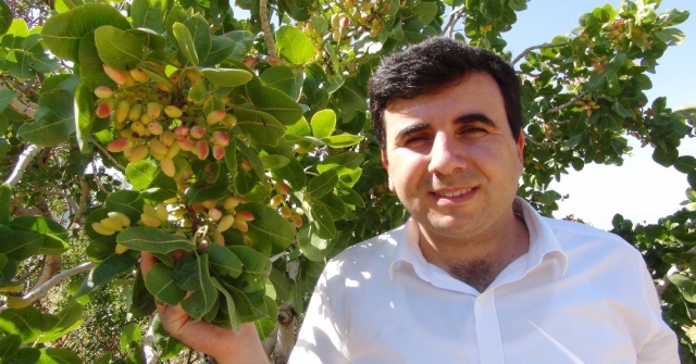 Silifkede Çilek Üreticileri Antep Fıstığına Yöneldi