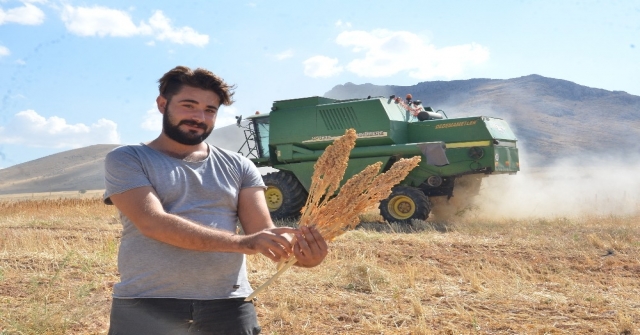 Elbistanda ‘Astronot Gıdası Kinoanın İlk Hasadı Yapıldı