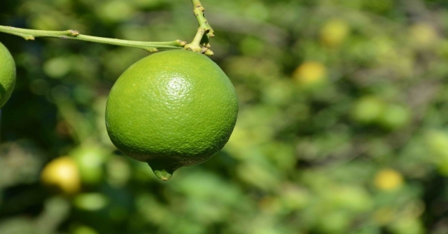 Dalaman Tigemde Limon İhalesi