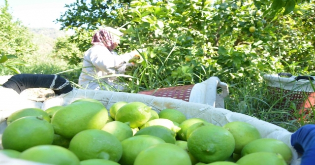 Dalaman Tigemde Limon İhalesi