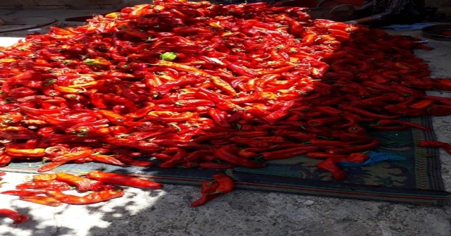 Kiliste Biber Salçası Yapılmasına Başlandı