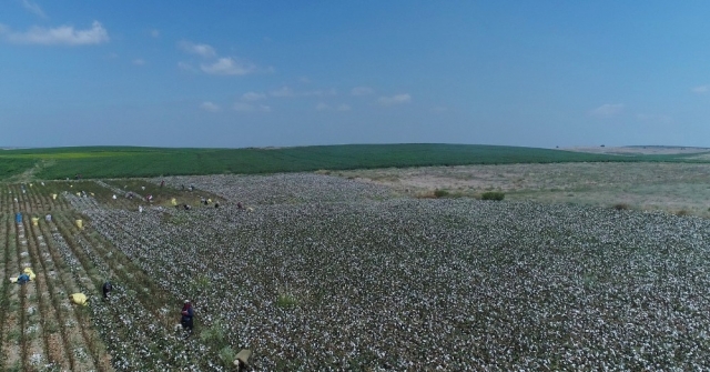 Çukurovada Pamuk Hasadı Başladı