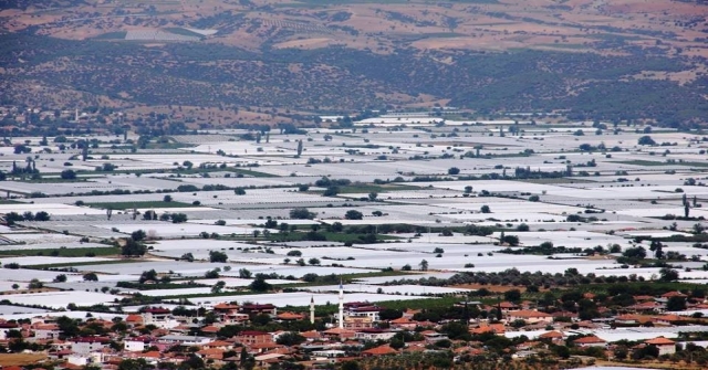 Yaş Üzüm Fiyatları Üreticinin Yüzünü Güldürdü