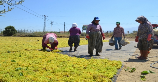 Manisanın Kuru Üzümü Çin Pazarı Yolunda