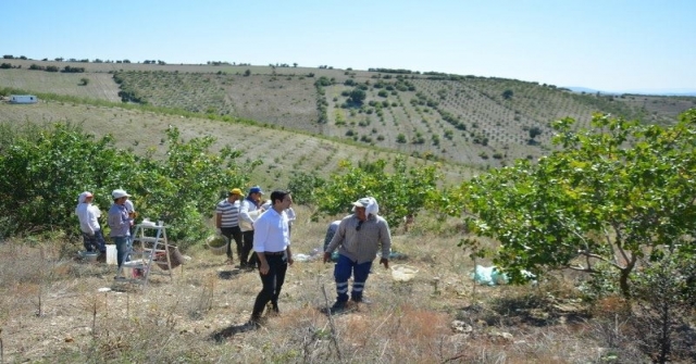 Selendide Antep Fıstığı Hasadı Başladı