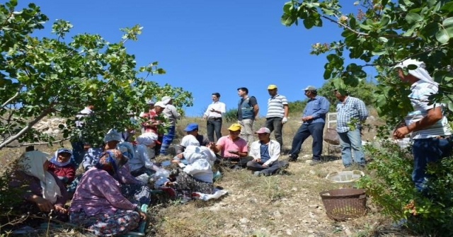 Selendide Antep Fıstığı Hasadı Başladı