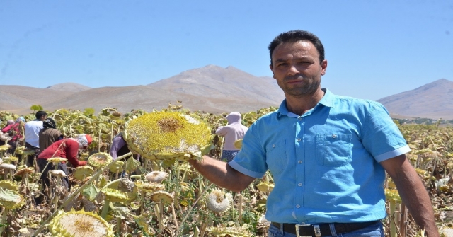 Elbistanda Ayçiçeği Hasadı Başladı