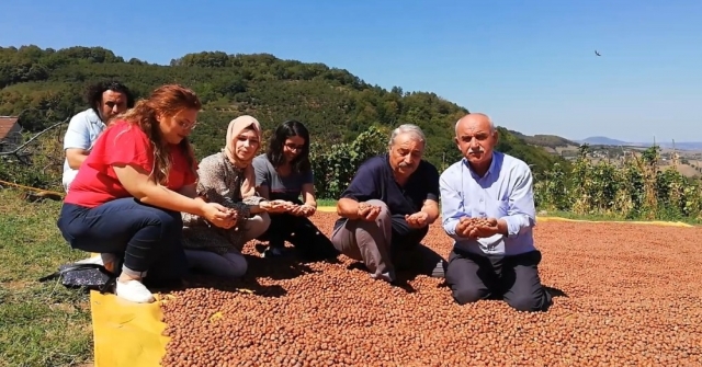 Bafralı Fındık Üreticileri 15 Lira Fiyat Bekliyor