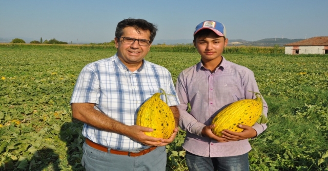 (Özel Haber) Kırkağaçta Kavun Hasadı Başladı