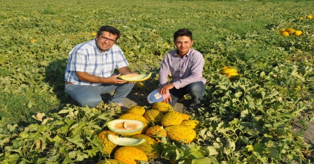 (Özel Haber) Kırkağaçta Kavun Hasadı Başladı