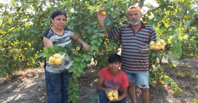 Türkiye'nin ilk 'Guava'sı Silifke'den