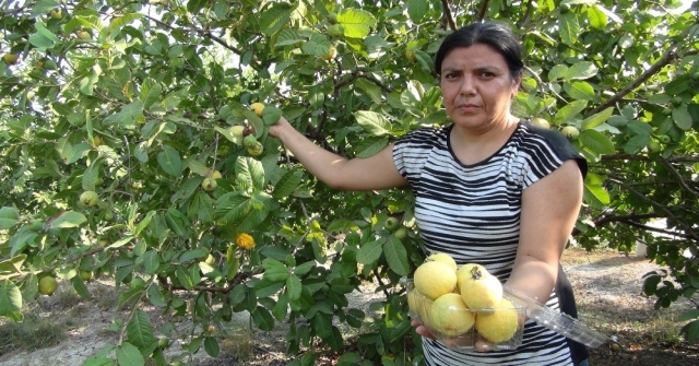 Türkiye'nin ilk 'Guava'sı Silifke'den