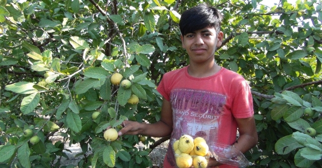 Türkiye'nin ilk 'Guava'sı Silifke'den