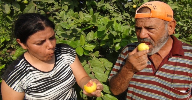 Türkiye'nin ilk 'Guava'sı Silifke'den