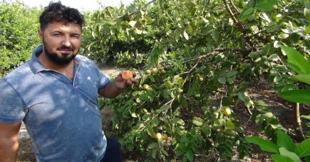 Türkiye'nin ilk 'Guava'sı Silifke'den