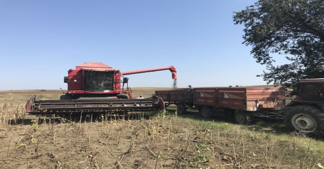 Trakyanın “Sarı Gelini”Nde Hasat Başladı