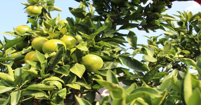 Mandalina Hasadı Başladı