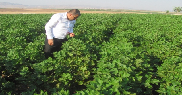 Araban Ovasında Çiçek Ve Koza Dökülmeleri Üreticiyi Tedirgin Etti