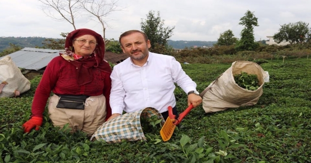 Ak Parti Giresun Milletvekili Öztürkten  Çay Üreticilerine Destek