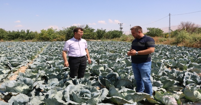 Niğde Beyaz Lahana Üretiminde Türkiye Birincisi