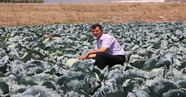 Niğde Beyaz Lahana Üretiminde Türkiye Birincisi