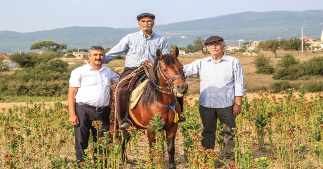 En Özel Tütünü Üretiyorlar Ama Para Etmiyor