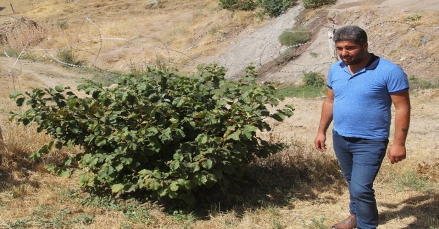 2400 Rakımlı Başkalede Fındık Ağaçlarından Ürün Aldı