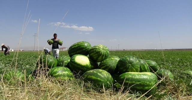 Muş Ekonomisine 60 Milyon Tllik Karpuz Katkısı