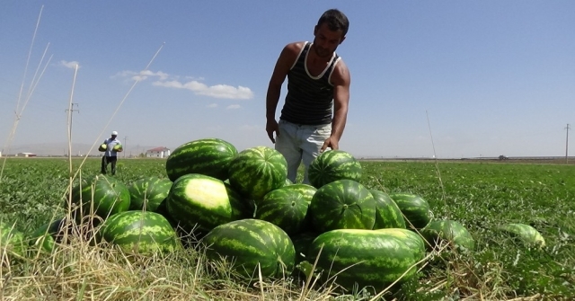 Muş Ekonomisine 60 Milyon Tllik Karpuz Katkısı