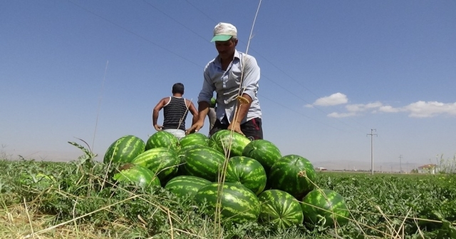 Muş Ekonomisine 60 Milyon Tllik Karpuz Katkısı