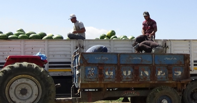 Muş Ekonomisine 60 Milyon Tllik Karpuz Katkısı