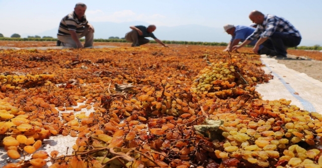 Manisanın Kara Altını Değerini Buldu