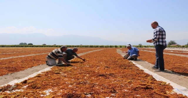 Manisanın Kara Altını Değerini Buldu