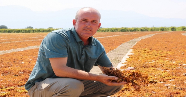 Manisanın Kara Altını Değerini Buldu