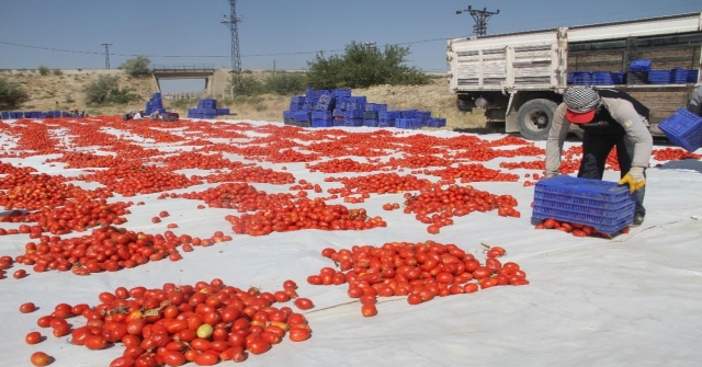 Tonlarca Domates Kurutulup Dünyaya Satılıyor