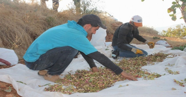 Siirt Fıstığında Yılın İlk Hasadı Başladı