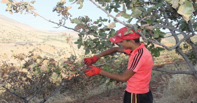 Siirt Fıstığında Yılın İlk Hasadı Başladı