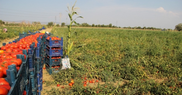 Fırsatçılar Domatese De Salça Oldu