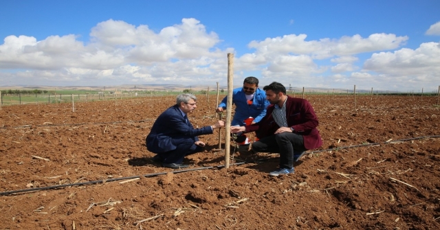 Belediye Çilek Bahçesi Açtı