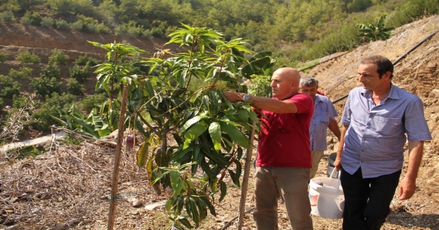 Alanyada Mango Hasadı Başladı