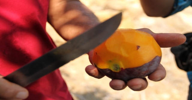 Alanyada Mango Hasadı Başladı