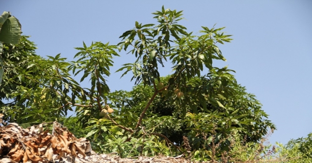 Alanyada Mango Hasadı Başladı