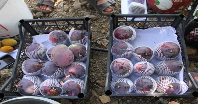 Alanyada Mango Hasadı Başladı