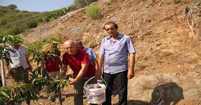 Alanyada Mango Hasadı Başladı