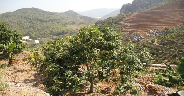 Alanyada Mango Hasadı Başladı