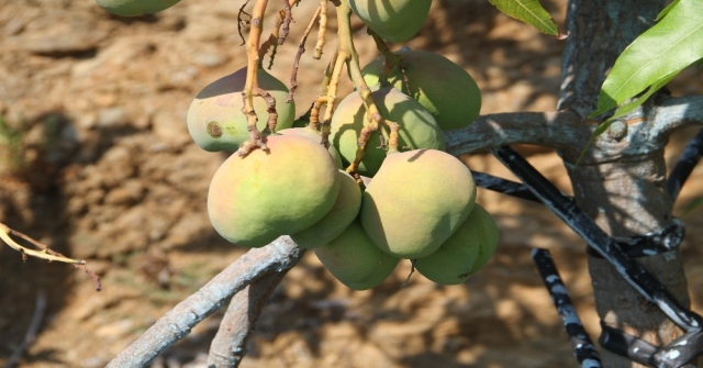 Alanyada Mango Hasadı Başladı