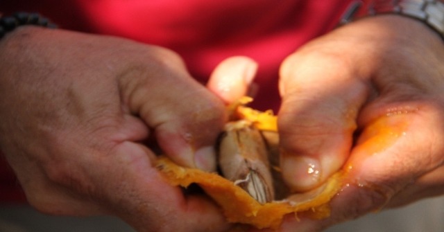 Alanyada Mango Hasadı Başladı