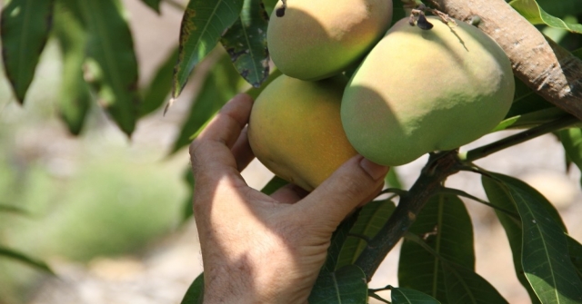 Alanyada Mango Hasadı Başladı