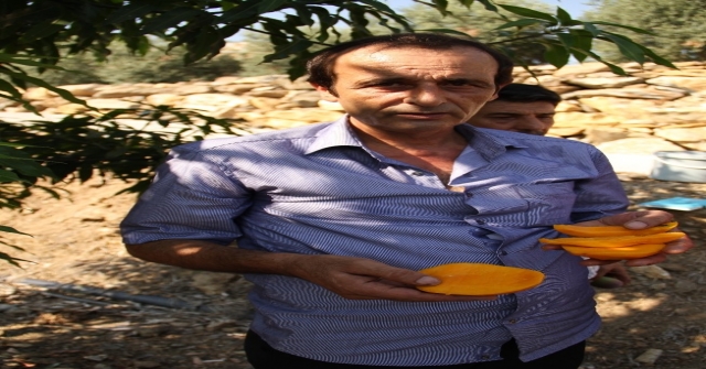 Alanyada Mango Hasadı Başladı