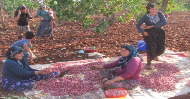 Yüksek Rekolte Arabanlı Fıstık Üreticilerinin Yüzünü Güldürdü